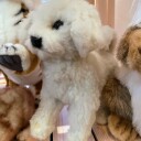 Bichon Frise Hund Bamse 21 cm | Hansa Creation