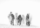 Majestic Horses Winter Plakat / 100x150