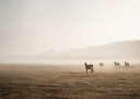 Horses in The Fog Plakat Plakat / 30x40cm