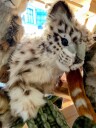 Hansa Creation | Snow Leopard Cub | Hvit/Grå | 34 cm