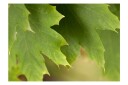 Fototapet Leaves 250x193 - Artgeist sp. z o. o.