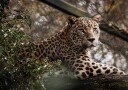 Majestic Leopard in the Wild Plakat Plakat / 21x30cm