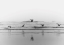 Birds Flying Over The Coast  Plakat Plakat / 40x50cm