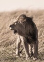 Lion In Profile Plakat Plakat / 21x30cm