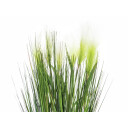 Europalms Feather Grass, White, 60cm
