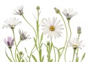 Cape Daisies Plakat Plakat / 100x150cm