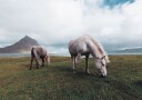 Horses by A Lake Plakat Plakat / 50x70cm