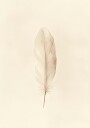 Feather Illustration Plakat Plakat / 100x150cm