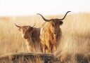 Young and Old Highlander Plakat Plakat / 40x50cm