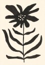 Monochrome Blossom Plakat Plakat / 30x40cm