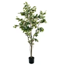 Mr Plant Benjaminfiken 180 cm