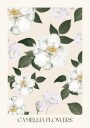 Camellia Flowers Plakat Plakat / 100x150cm