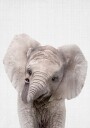 Peekaboo Baby Elephant Poster Plakat / 21x30cm