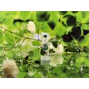 The Body Shop White Tea & Elderflower Hand Cream 30 ml