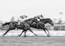 Dynamic Horse Race Plakat / 100x150
