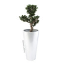 Europalms Bonsai Podocarpus, 80cm