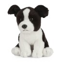 Hund Bamse Border Collie Valp | Living Nature