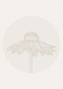 Minimalist Coneflower Bloom Plakat / 100x150