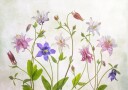 Columbine Plakat Plakat / 70x100cm