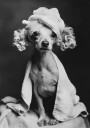 Spa Day Pooch Poster Plakat / 50x70cm