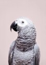 African Grey Plakat / 50x70cm