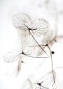 Autumn Dried Leafes №3 Plakat Plakat / 100x150cm