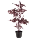 Mr Plant Silverax Potteplante 75 cm