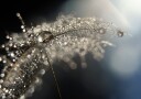 Sparkling Dandelion Drops Plakat / 30x40