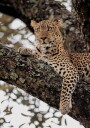 Majestic Leopard on a Tree Branch Plakat Plakat / 21x30cm