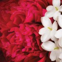 Escada Yum me Blossom! Body Mist 100 ml