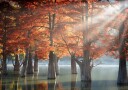 Golden Fall Cypress Lake Plakat / 70x100
