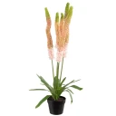 Mr Plant Stepplilje Potteplante 95 cm Rosa