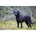 Rukka Form Polar Y-Sele Nylon Svart (L)