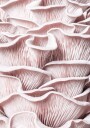 Pink Oyster Mushroom Macro Plakat Plakat / 70x100cm