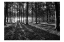 Fototapet The Light In The Forest 150x105 - Artgeist sp. z o. o.