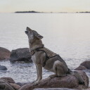 Cerberos Tactical Hundesele Beige (Xxl)