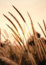 Sunset Dry Grass Plakat Plakat / 100x150cm