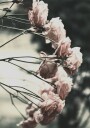 Rose Bush Plakat Plakat / 100x150cm