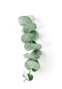 Eucalyptus Leaf Plakat Plakat / 100x150cm