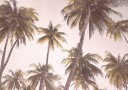 Blush Palm Trees Plakat / 40x50cm