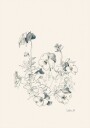 Pansies pencil drawing Plakat Plakat / 30x40cm