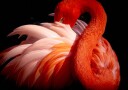 Elegant Pink Flamingo Plakat / 30x40