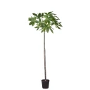 Mr Plant Pachira tre i potte 240 cm