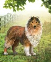 Collecta Rough Collie