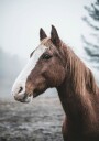 Brown Horse Plakat Plakat / 70x100cm