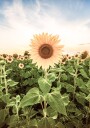 Sunflower Flower Plakat Plakat / 40x50cm