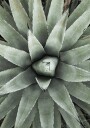 Aloe Vera Geometric Pattern Plakat Plakat / 40x50cm