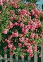 Cannon Beach Blooms Plakat Plakat / 100x150cm