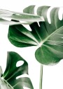 Monstera Leaves Plakat Plakat / 40x50cm