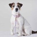 Tyylivoitto Classy Hundehalsbånd Lila (Xs)